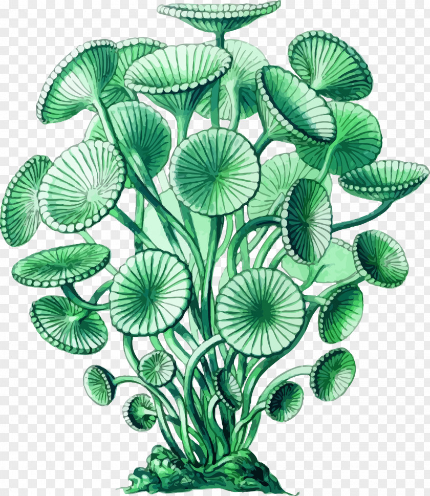 Sea Plant Clipart Seaweed Green Algae Art Forms In Nature PNG