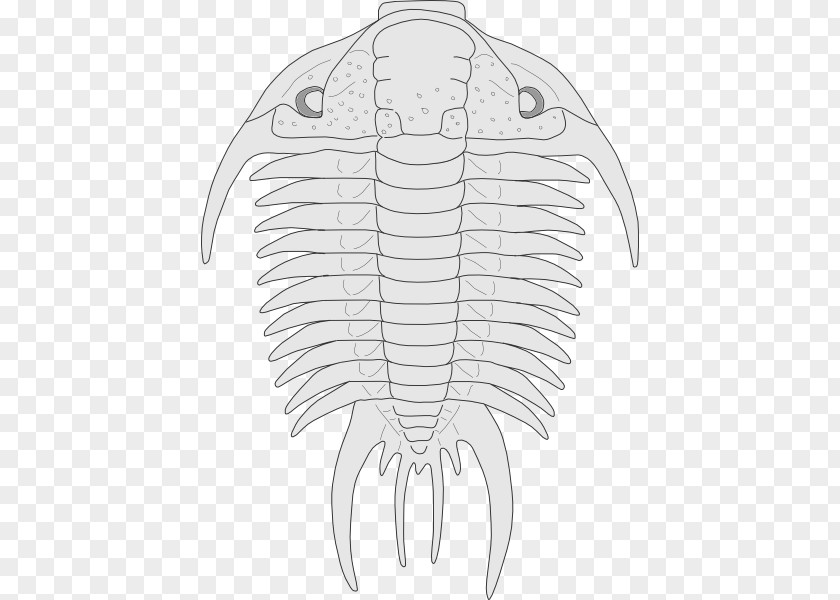 Trilobite Cliparts Fossil Clip Art PNG