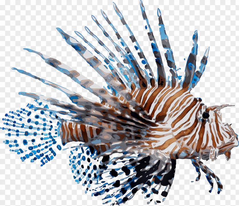 Coral Reef Fish Red Lionfish Marine Biology PNG