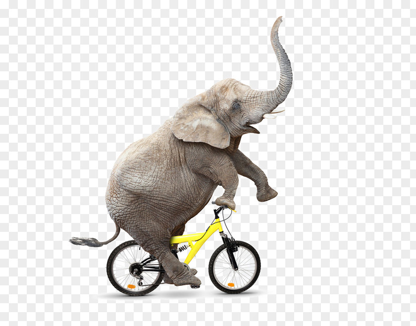Cycling Elephant African Bush Bicycle Royalty-free PNG