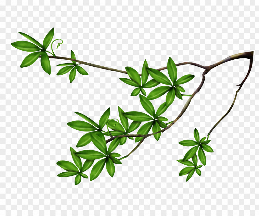 Foliage Leaf Tree Branch Clip Art PNG