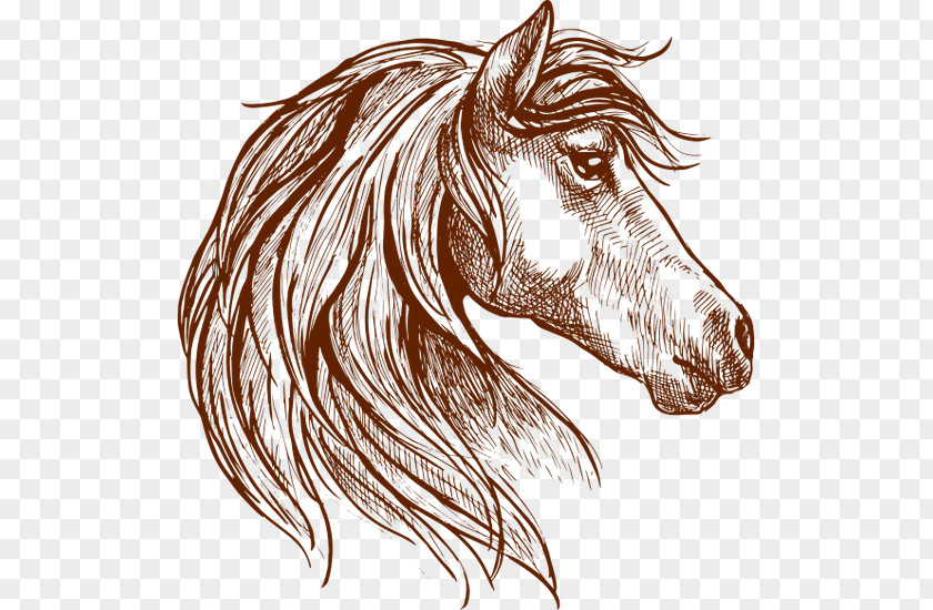 Horse Head Sketch Vector Graphics Drawing Mare Illustration PNG