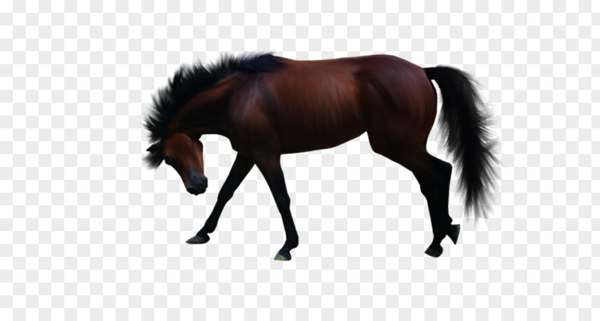 Pony American Paint Horse Clip Art PNG
