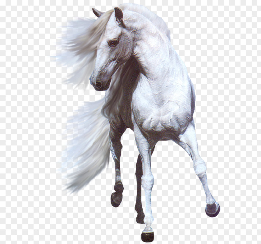 Andalusian Horse Arabian White Stallion Mare PNG
