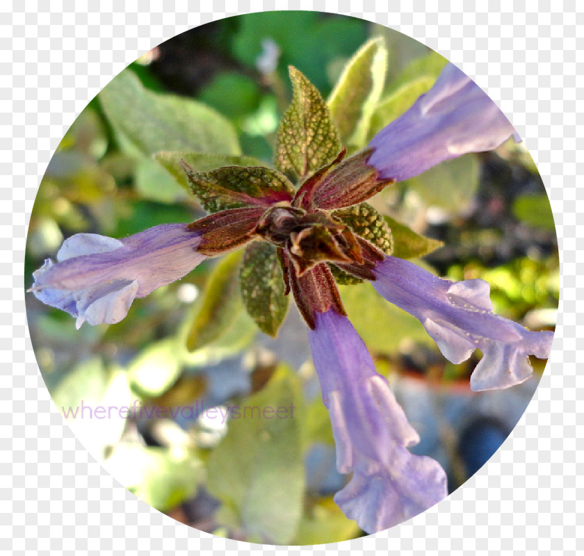 Flower Herb PNG