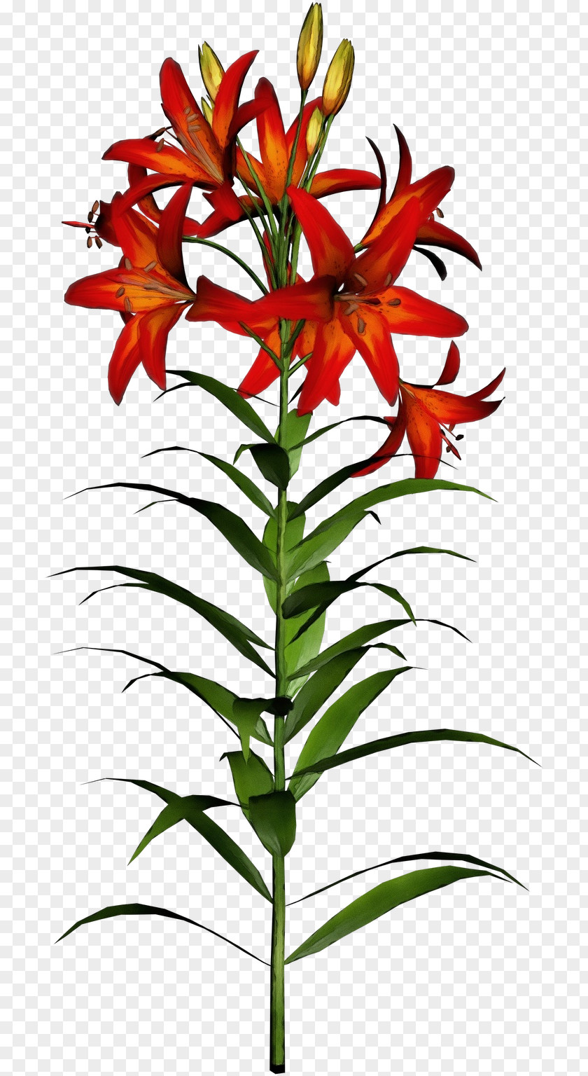 Flower Plant Terrestrial Pedicel Lily PNG