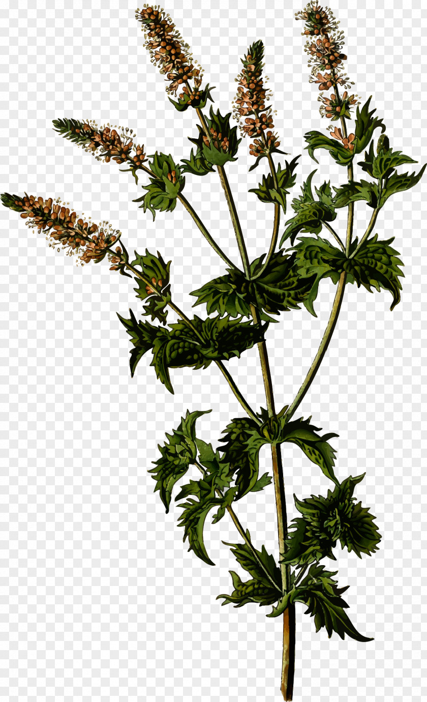 Mint Flowers Mentha Spicata Apple Water Peppermint Arvensis PNG
