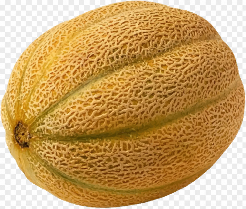 Netted Melon Cantaloupe 2011 United States Listeriosis Outbreak Honeydew Watermelon PNG