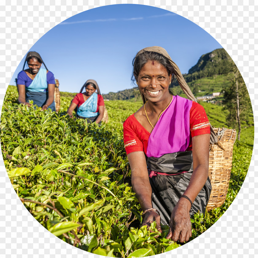 Sri Lankan Tamils Iced Tea PNG