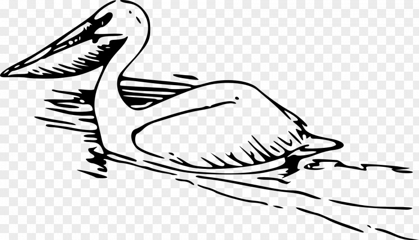 Swimming Pelican Clip Art PNG