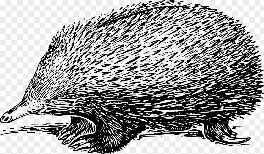 Vector Painted Hedgehog Echidna Drawing Clip Art PNG