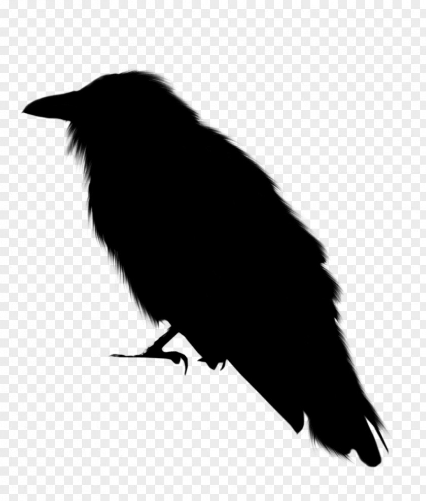 American Crow New Caledonian Rook Common Raven PNG