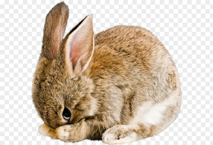 Bunny Rabbit Domestic Cruelty-free Clip Art PNG
