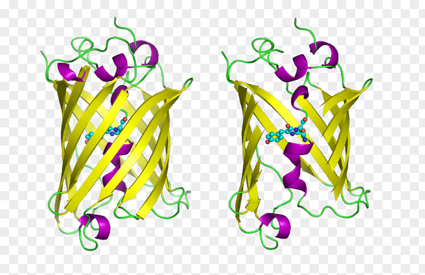 E Coli Cartoon Jellyfish Green Fluorescent Protein Aequorea Victoria Fluorescence PNG