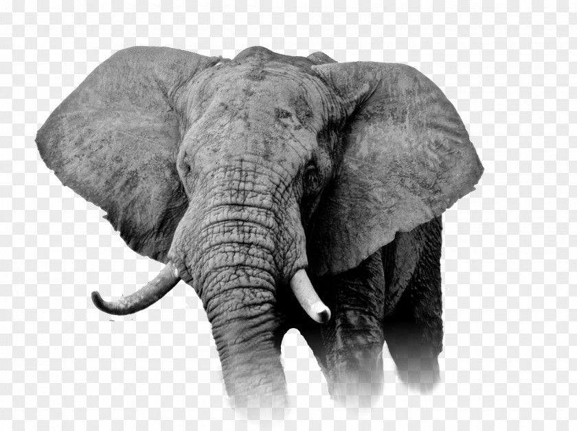 Elefant African Elephant Cannabis Democratic Republic Of The Congo Kush PNG