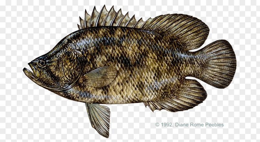 Fish Tilapia International Game Association Atlantic Tripletail Tag And Release PNG