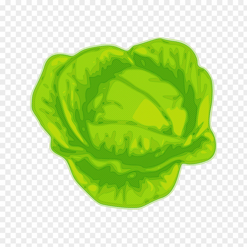 Flower Leaf Vegetable Green Lettuce Cabbage Plant PNG
