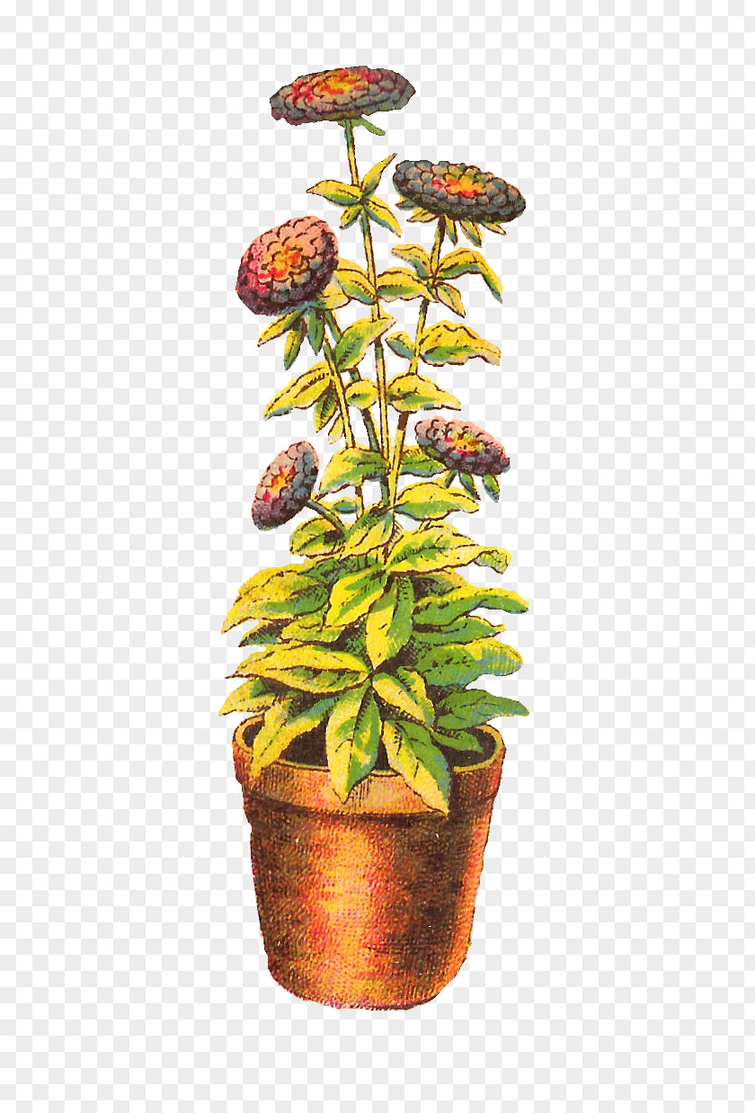 Flower Pot Houseplant Chrysanthemum Drawing PNG