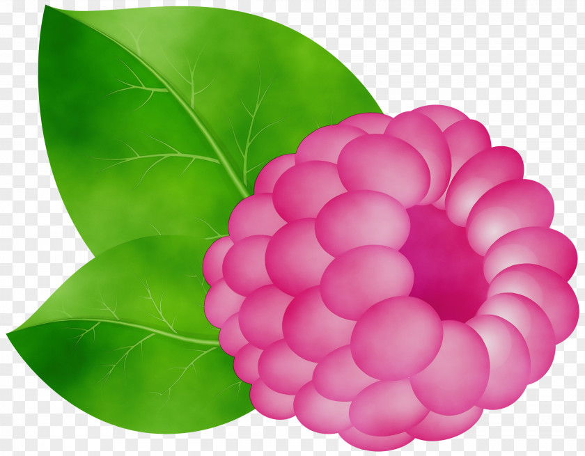 Magenta Dahlia Pink Flower Cartoon PNG