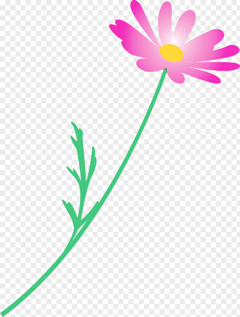 Flower Pedicel Plant Chamomile Stem PNG