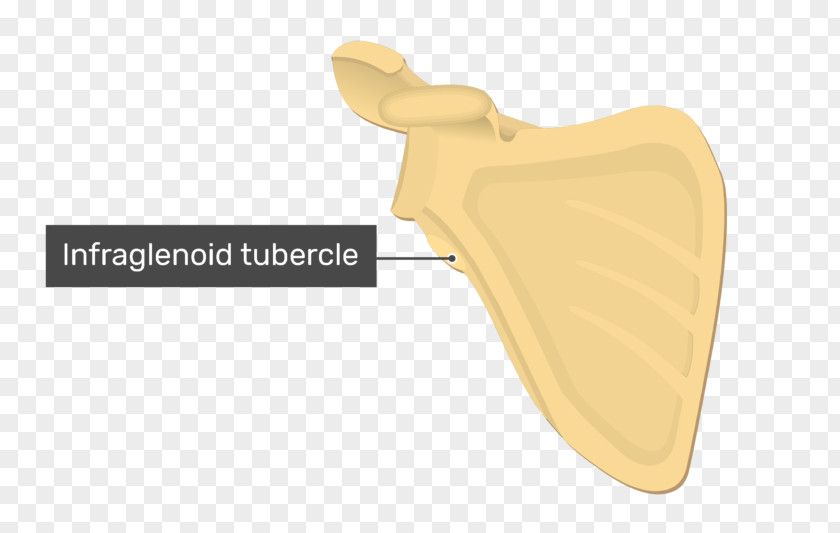 Infraglenoid Tubercle Scapula Glenoid Cavity Anatomy PNG