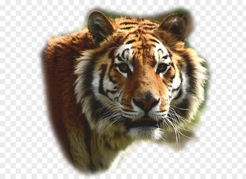 Lion Felidae Bengal Tiger Big Cat Leopard PNG