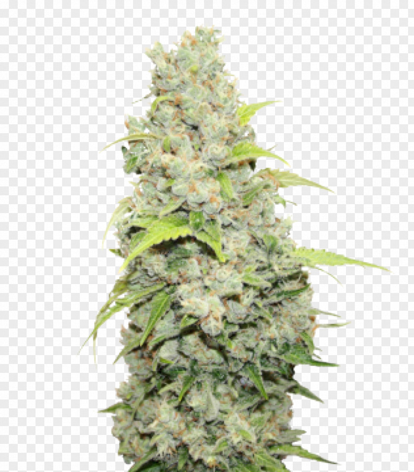 MEDICALSEEDS S.L. Sour Diesel Cultivar Medical Cannabis PNG