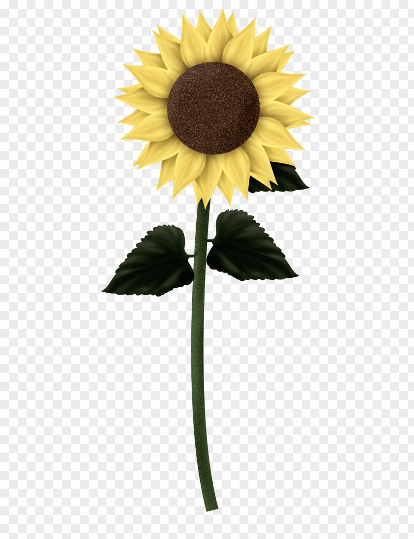 Sunflowers Clipart Common Sunflower Yellow Seed Petal PNG