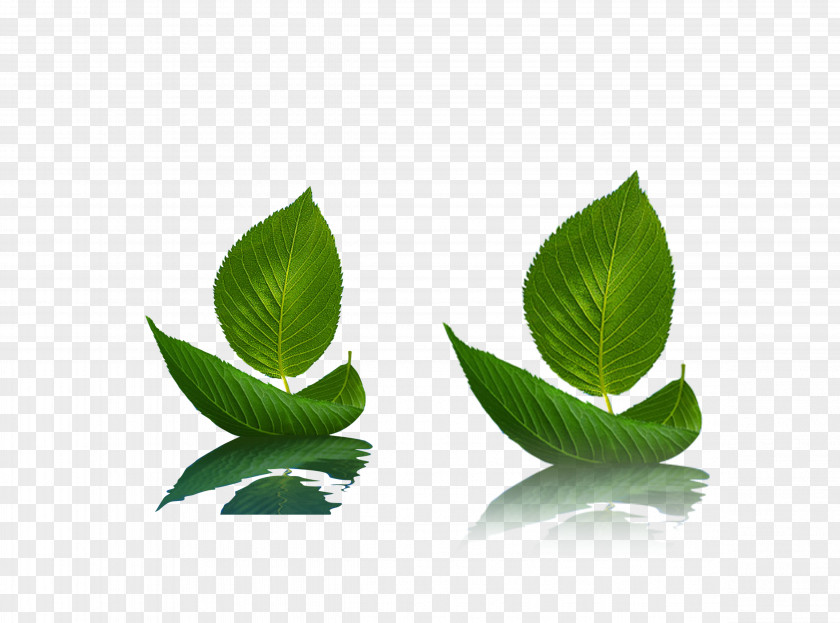Two Leaf Boat Download PNG