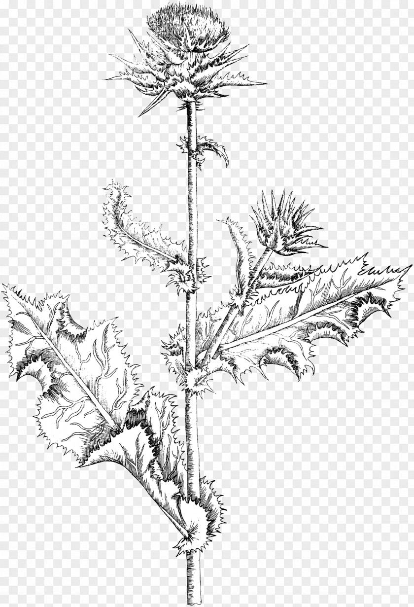 Harvest Autumn Drawing Milk Thistle Sketch PNG