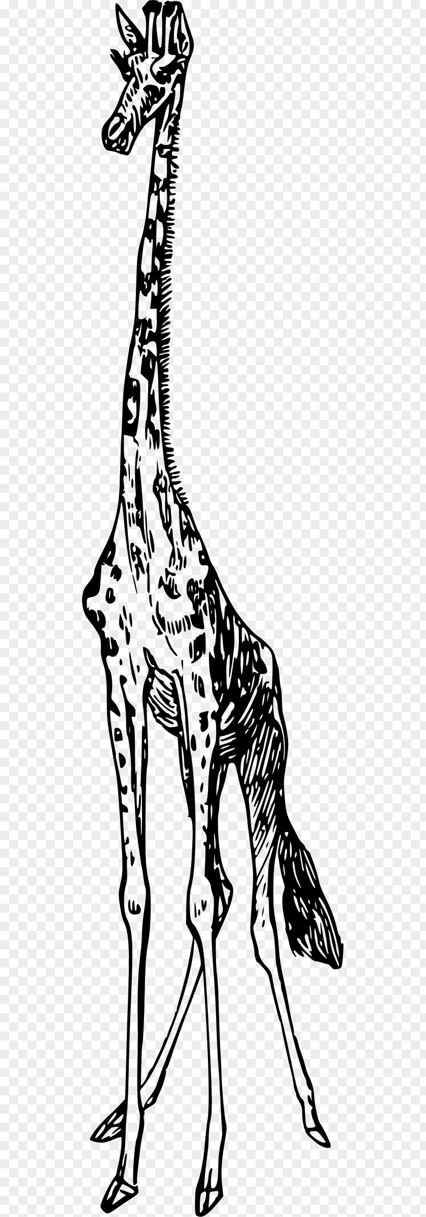Monkey Giraffe Clip Art PNG