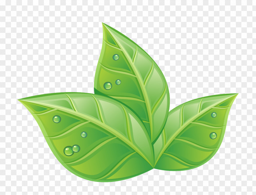 Plants Green Vector Graphics Illustration IStock Royalty-free PNG