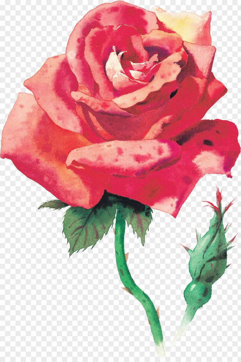Rose Watercolor Painting Desktop Wallpaper PNG