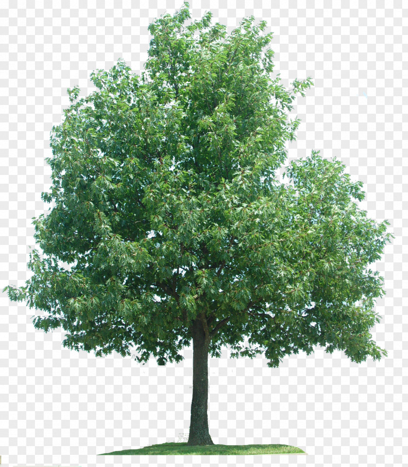 Tree Oak Plane Trees Branch PNG