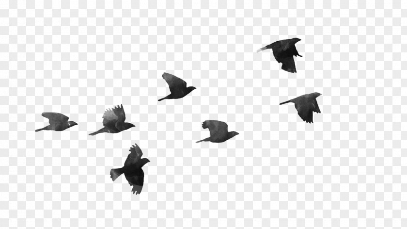 Flock Of Birds Bird Clip Art PNG