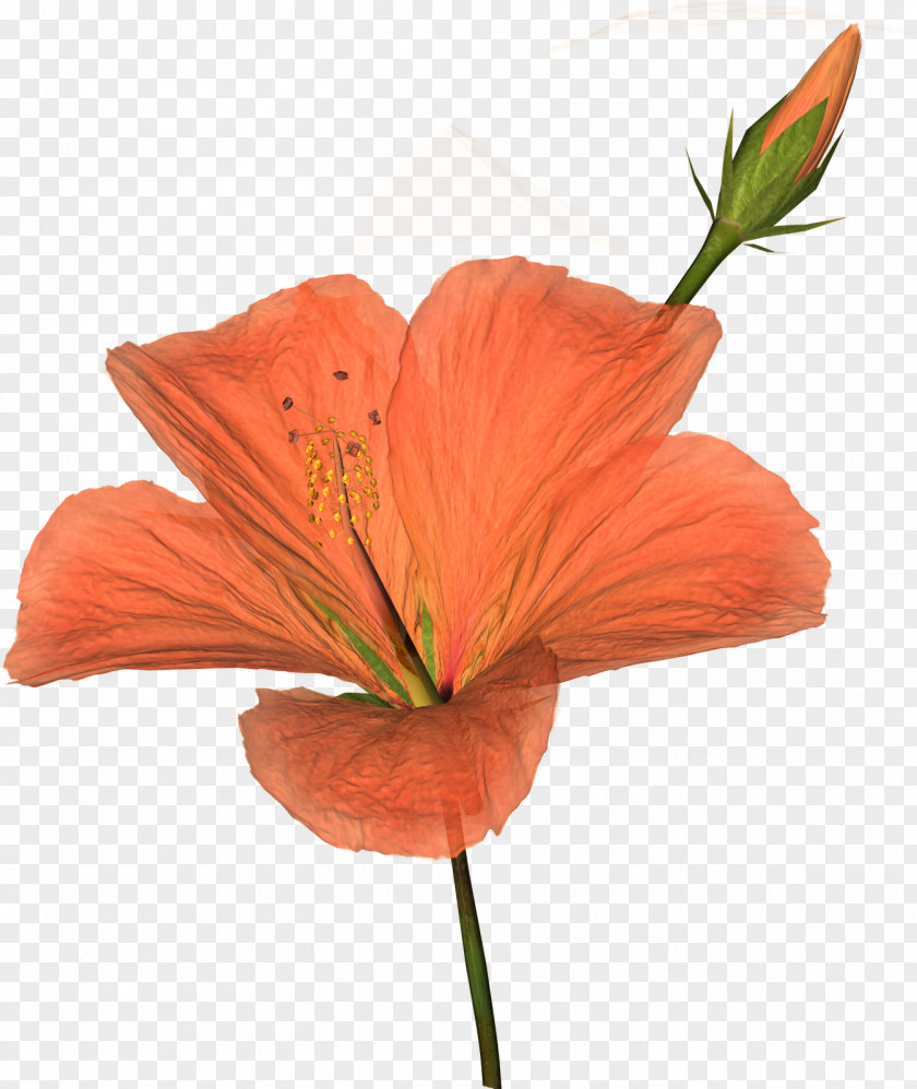 Flowers Clip Art PNG