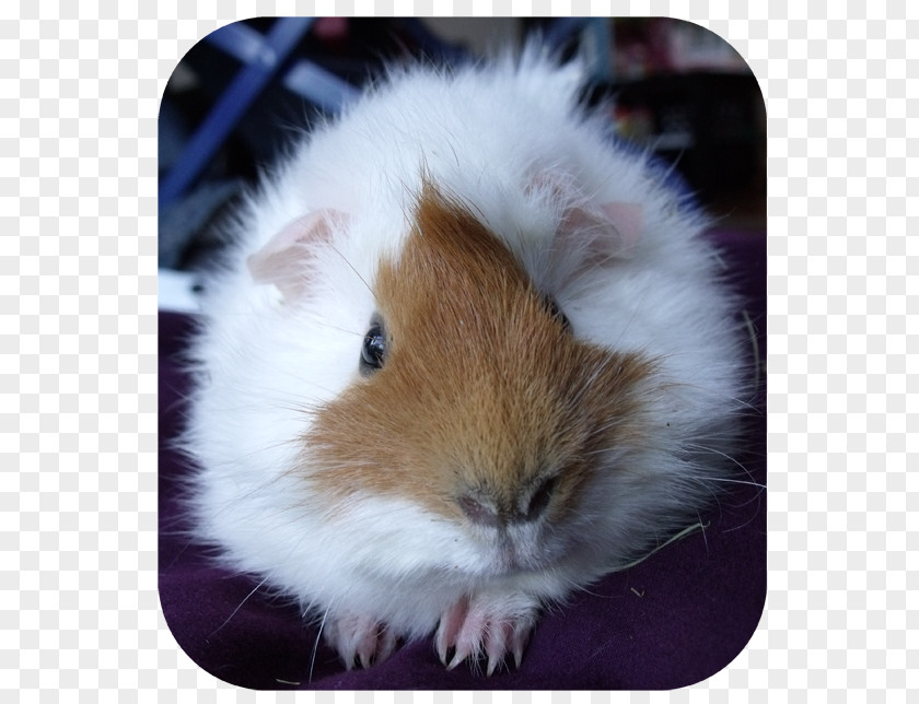 Pig Guinea Hamster Whiskers Snout PNG
