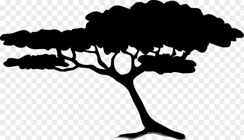 Acacia Clip Art Tree Black Locust PNG