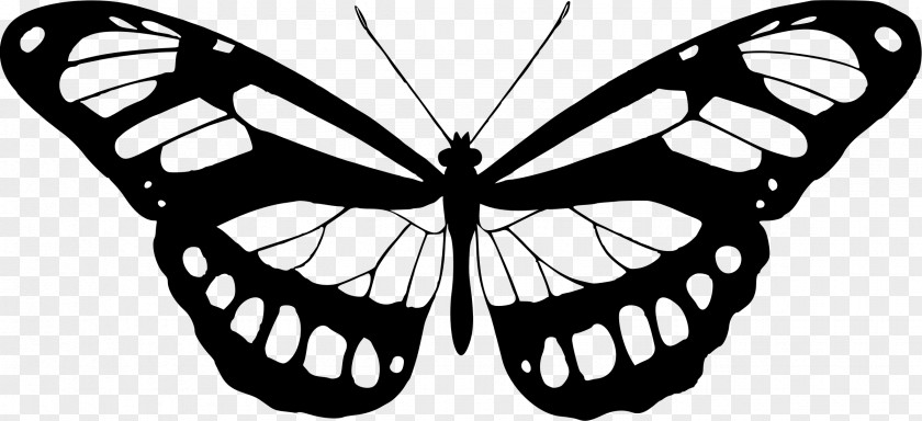 Butterfly Ulysses Insect Clip Art PNG