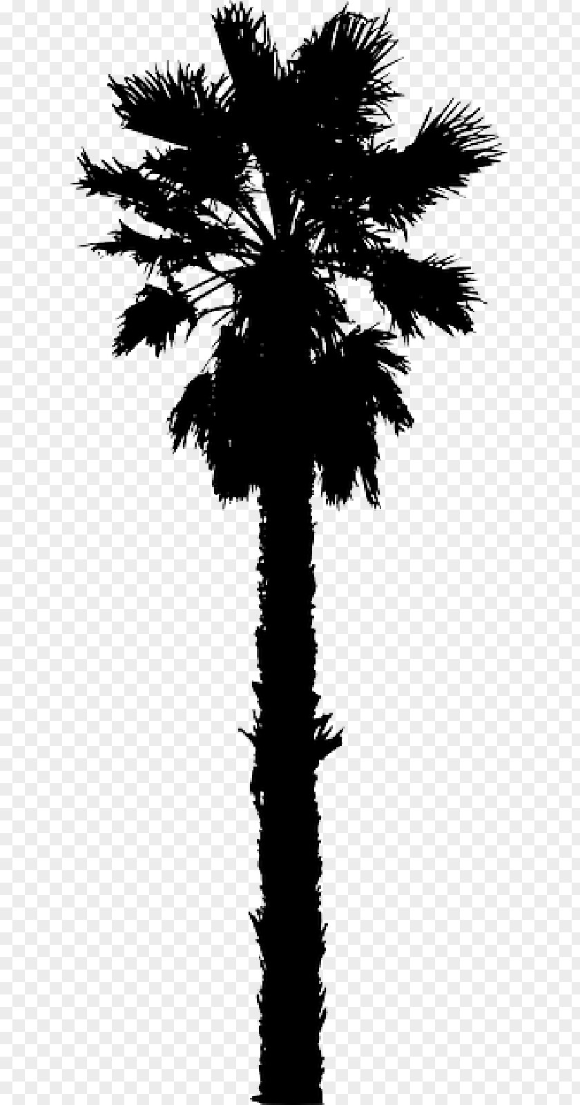 California Palm Clip Art Trees Vector Graphics PNG