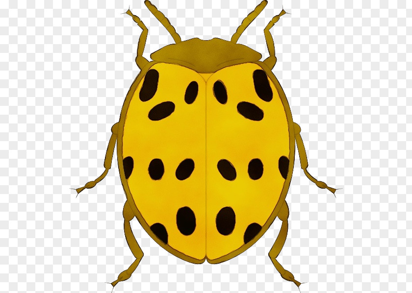 Ladybug Bug PNG