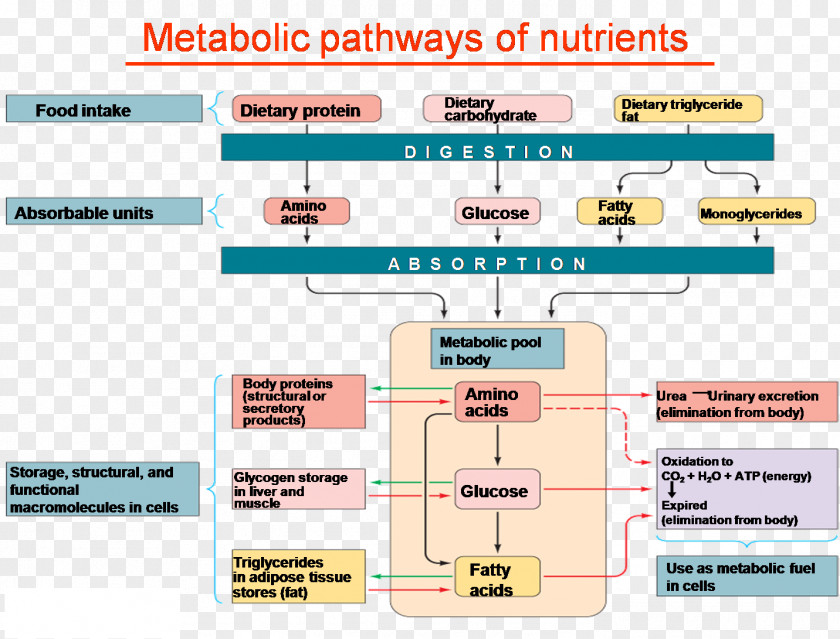 Pathway Nutrient Carbohydrate Metabolism Metabolic Polyol PNG