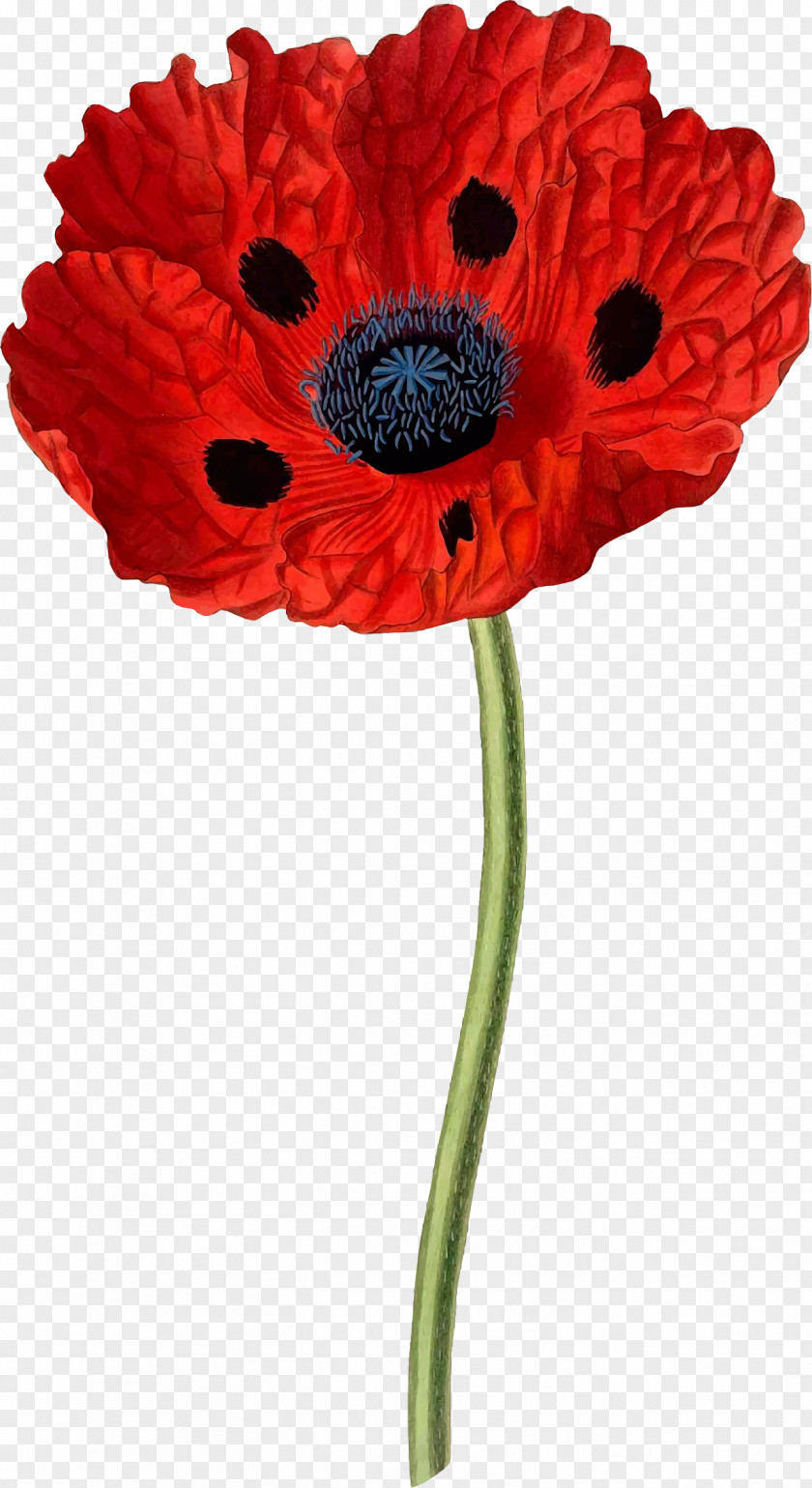 Poppies Papaver Bracteatum Opium Poppy Common Botany PNG