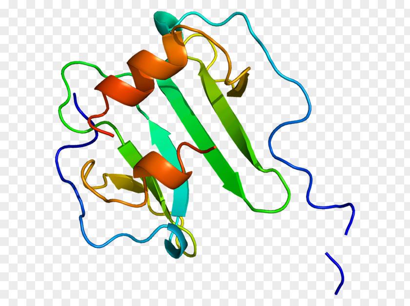 Stromal Cell-derived Factor 1 CXC Chemokine Receptors CXCR4 Cytokine PNG