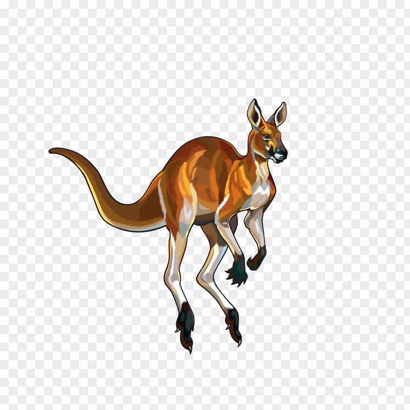 Jumping Kangaroos Red Kangaroo Illustration PNG