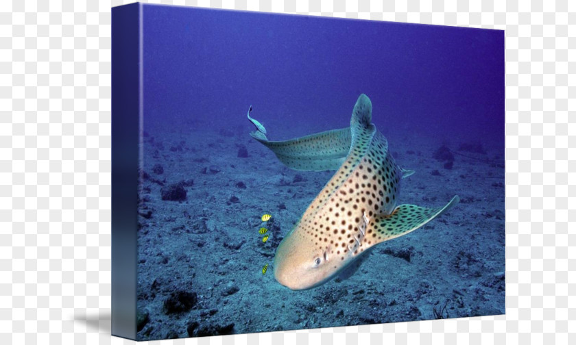 Leopard Shark Tiger Marine Biology Coral Reef Fish Underwater PNG