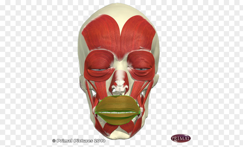 Mask Facial Muscles Face PNG