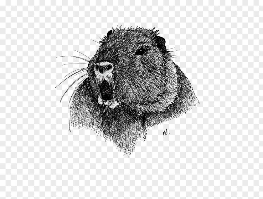 Beaver Coypu Whiskers ADP Analyse Design Planung /m/02csf PNG