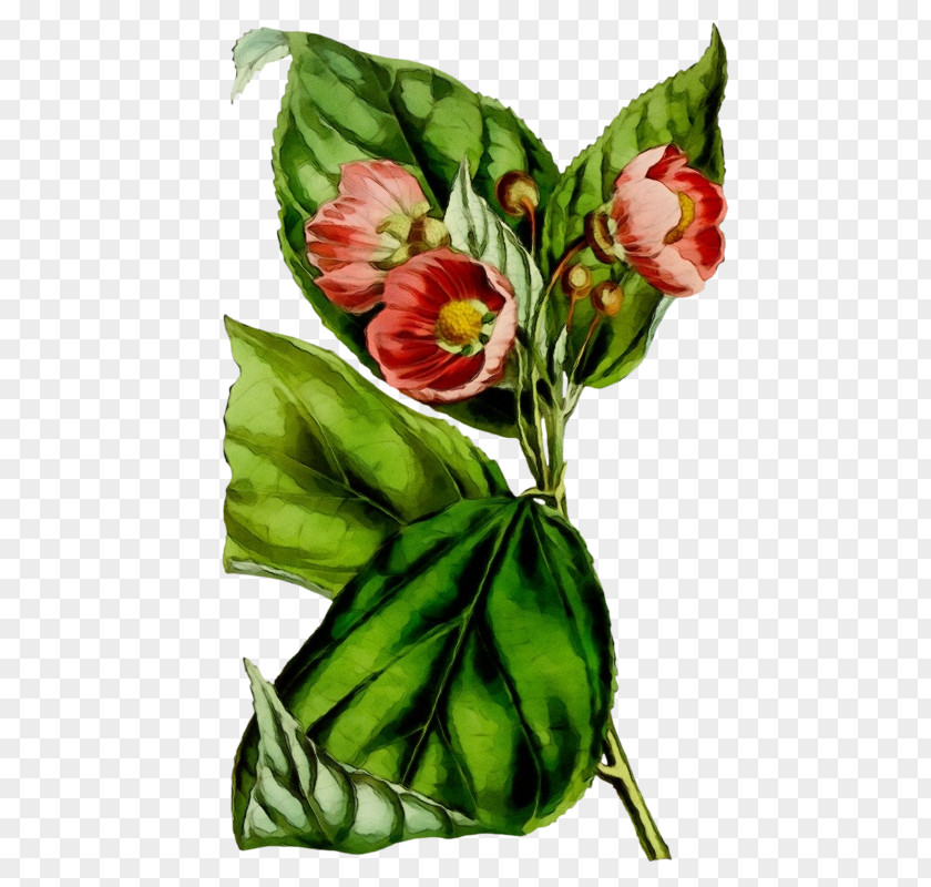 Bouquet Anthurium Floral Design PNG