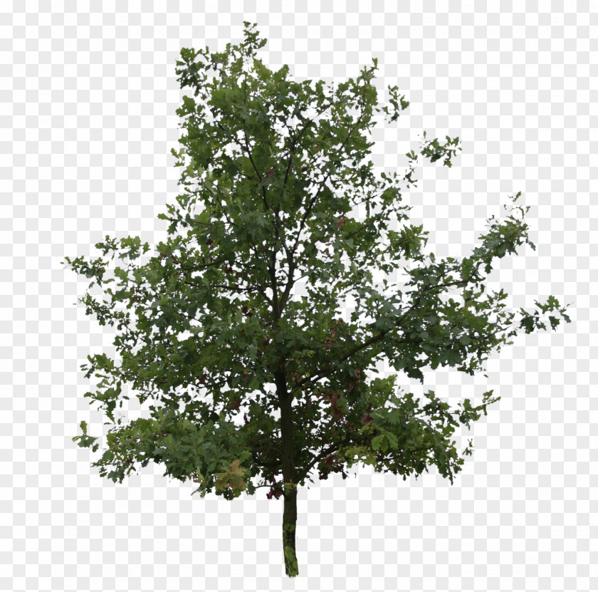 Oak Tree River Birch Quercus Bicolor Bur Leaf PNG